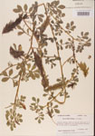 000001460-thumbnail.jpg