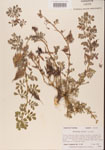 000001461-thumbnail.jpg