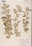 000001462-thumbnail.jpg