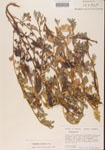 000001464-thumbnail.jpg