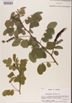 000001466-thumbnail.jpg