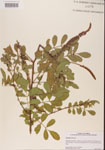 000001467-thumbnail.jpg