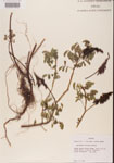 000001468-thumbnail.jpg