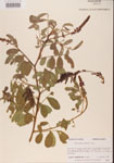 000001470-thumbnail.jpg