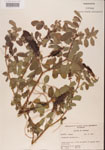 000001477-thumbnail.jpg