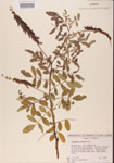 000001479-thumbnail.jpg