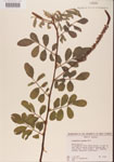 000001480-thumbnail.jpg