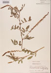 000001481-thumbnail.jpg