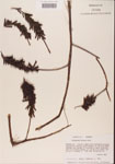 000001482-thumbnail.jpg