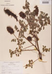 000001486-thumbnail.jpg