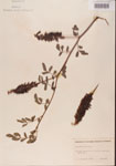 000001487-thumbnail.jpg