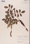 000001495-thumbnail.jpg