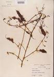 000001496-thumbnail.jpg