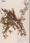 000001498-thumbnail.jpg