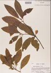 000001501-thumbnail.jpg