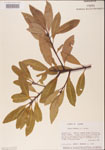 000001502-thumbnail.jpg