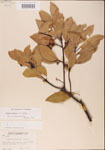 000001509-thumbnail.jpg