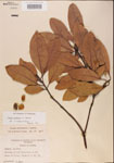 000001510-thumbnail.jpg