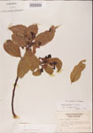 000001511-thumbnail.jpg