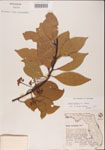000001512-thumbnail.jpg