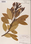 000001516-thumbnail.jpg