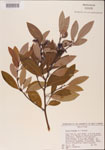 000001517-thumbnail.jpg