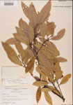 000001518-thumbnail.jpg