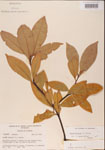 000001520-thumbnail.jpg