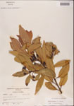 000001521-thumbnail.jpg