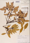 000001522-thumbnail.jpg