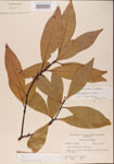000001523-thumbnail.jpg