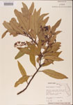 000001524-thumbnail.jpg
