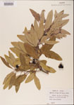 000001525-thumbnail.jpg