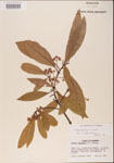 000001526-thumbnail.jpg
