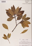 000001527-thumbnail.jpg