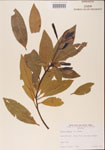 000001528-thumbnail.jpg