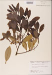 000001529-thumbnail.jpg