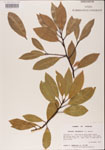 000001532-thumbnail.jpg
