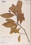 000001533-thumbnail.jpg