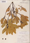 000001537-thumbnail.jpg