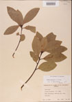 000001539-thumbnail.jpg