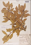 000001541-thumbnail.jpg