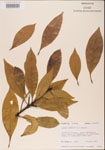 000001545-thumbnail.jpg