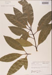 000001548-thumbnail.jpg
