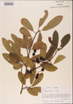 000001549-thumbnail.jpg