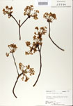 Sassafras