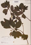 000001556-thumbnail.jpg