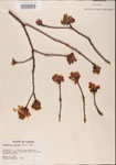 000001557-thumbnail.jpg