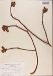 000001560-thumbnail.jpg