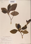 000001561-thumbnail.jpg